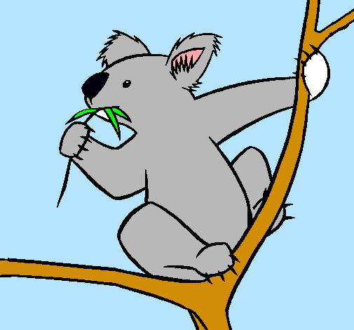 Koala