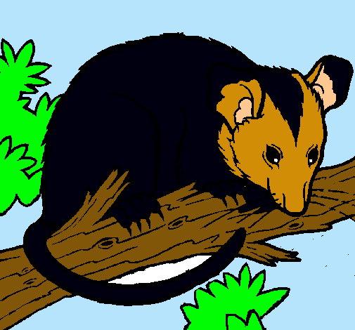 Ardilla possum