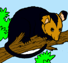 Dibujo Ardilla possum pintado por aguspina