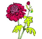 Dibujo Zinnia pintado por gauna