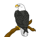 Dibujo Águila en una rama pintado por isai 