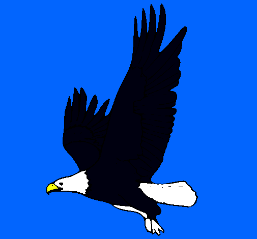 Águila volando