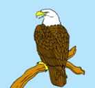 Dibujo Águila en una rama pintado por regri