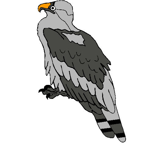 Águila