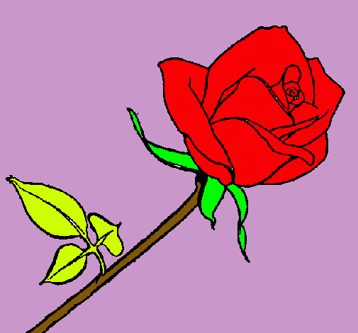 Rosa