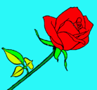 Dibujo Rosa pintado por zeniet