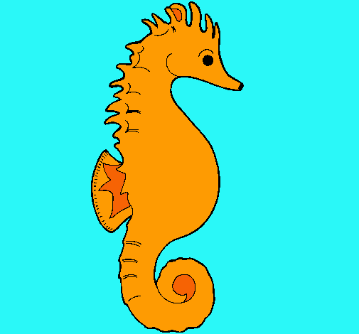 Caballito de mar