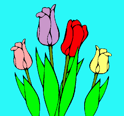 Tulipanes