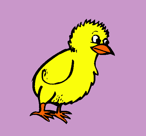 Pollito