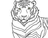 Dibujo Tigre pintado por MegaAndrea