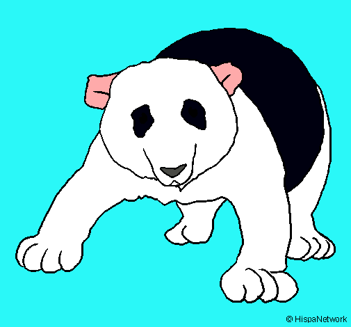 Oso panda