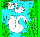 Dibujo Cisnes pintado por vgfhghj