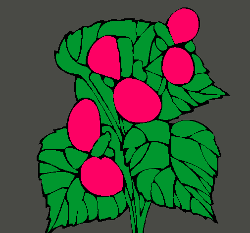 Dibujo Begonia pintado por lurdes22