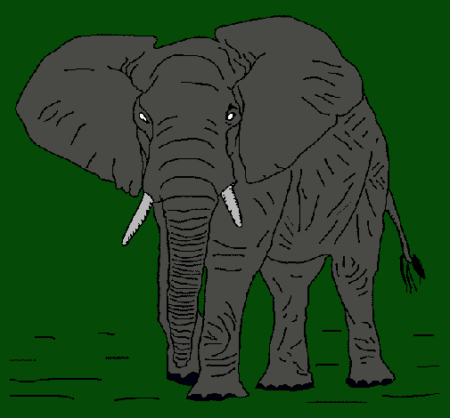 Elefante