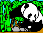 Dibujo Oso panda y bambú pintado por miso