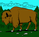 Dibujo Búfalo  pintado por picoro