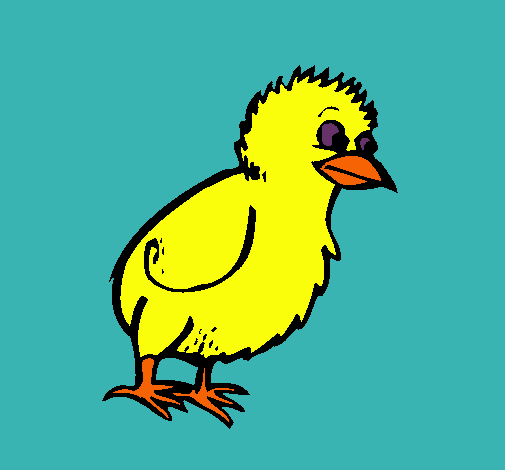 Pollito