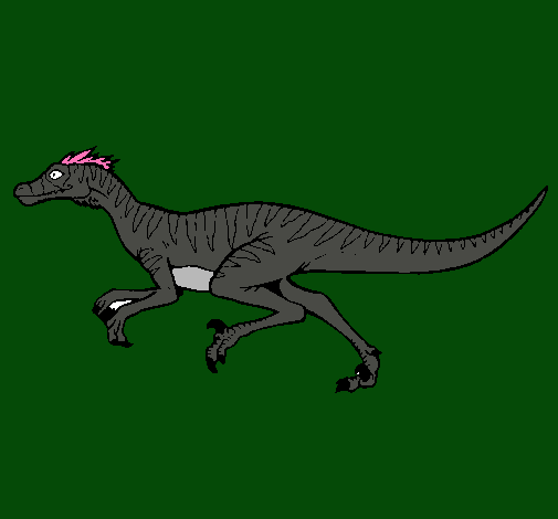 Velociraptor