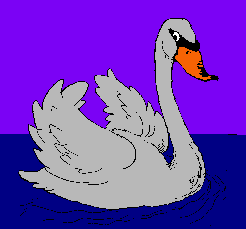 Cisne en el agua