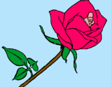 Dibujo Rosa pintado por rosas