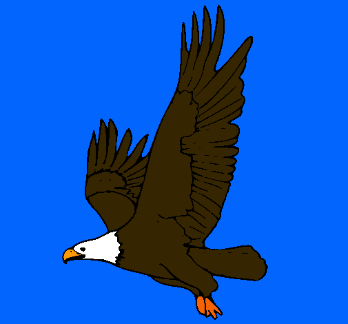 Águila volando