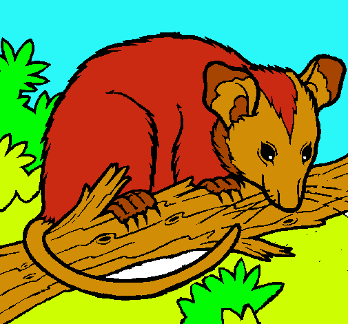 Ardilla possum