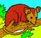 Dibujo Ardilla possum pintado por keasy 