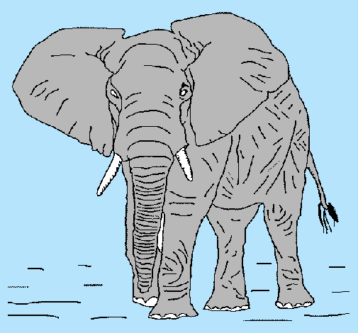 Elefante