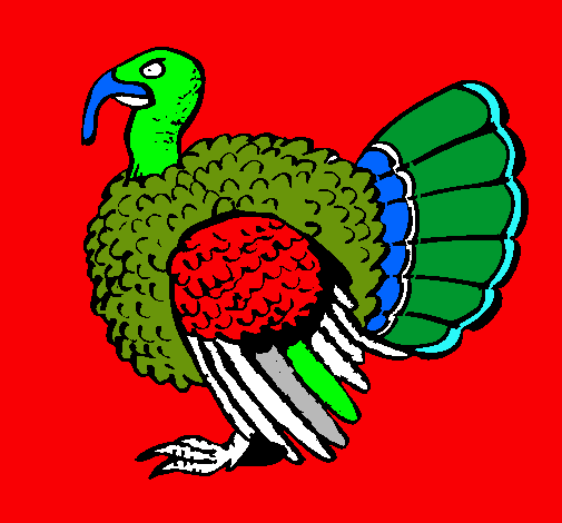 Pavo 