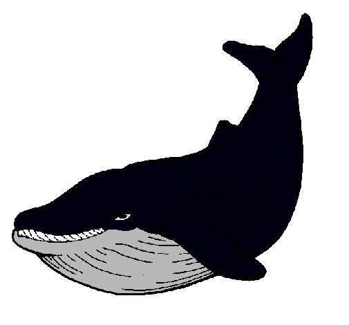 Orca