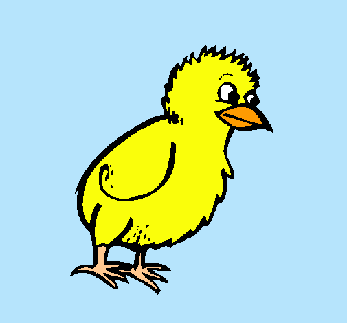 Pollito