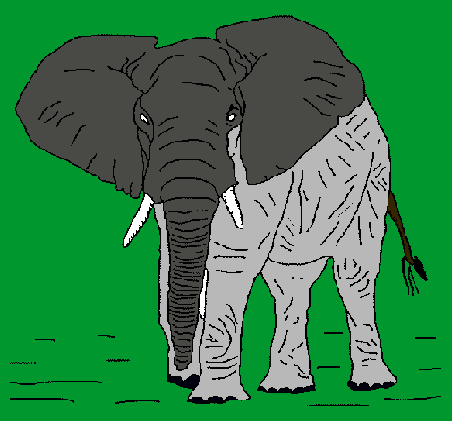 Elefante