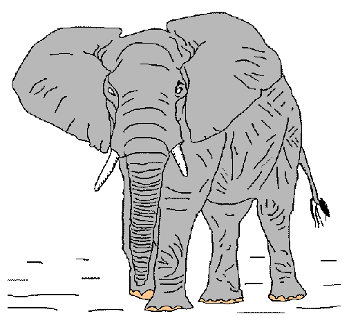 Elefante