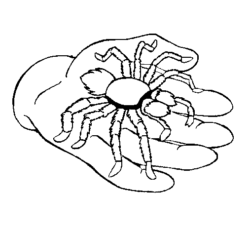 Tarántula