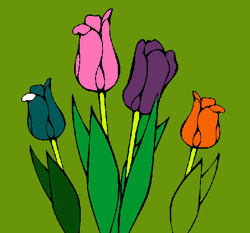 Tulipanes