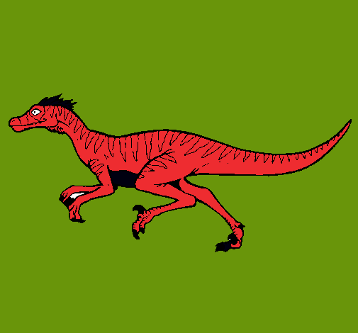 Velociraptor