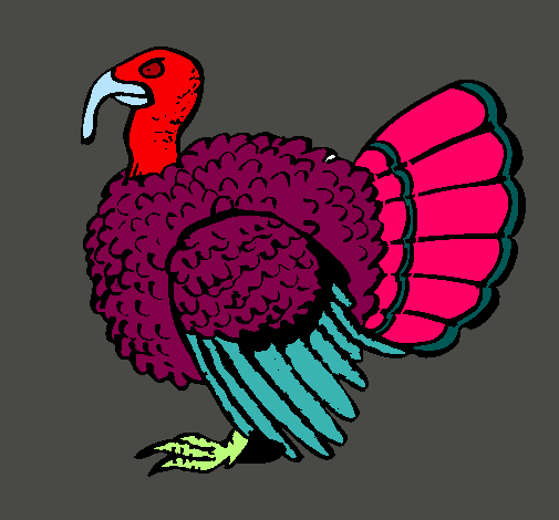 Pavo 