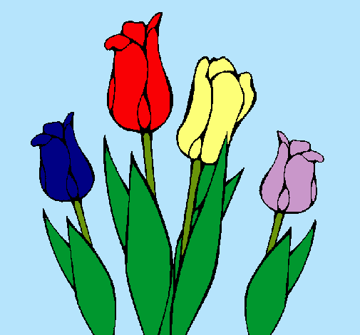 Tulipanes