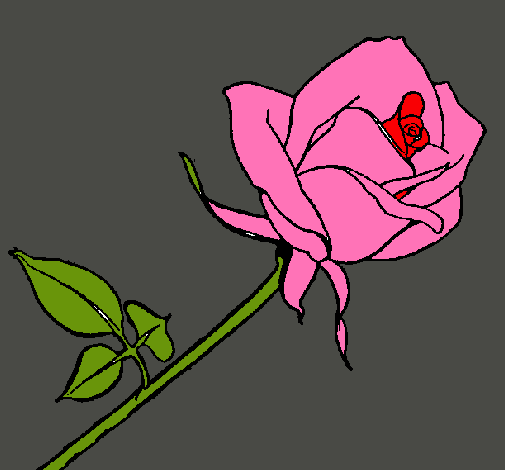 Rosa