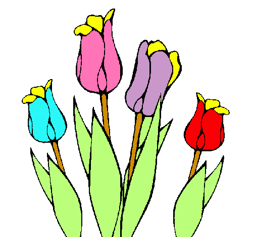 Tulipanes