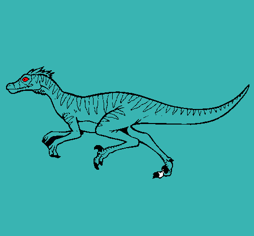 Velociraptor