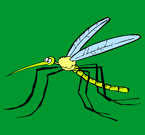 Mosquito