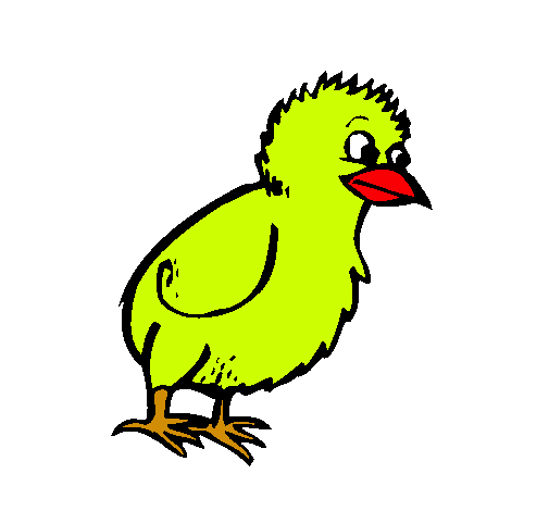 Pollito