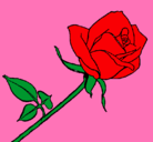 Dibujo Rosa pintado por zoyla