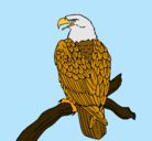 Dibujo Águila en una rama pintado por tananegra