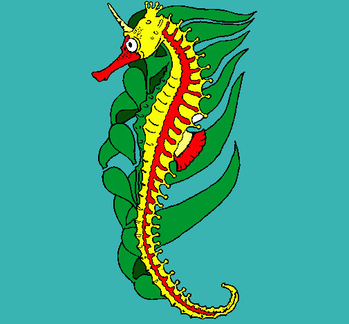 Caballito de mar oriental