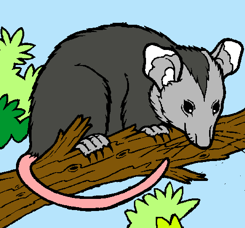 Ardilla possum