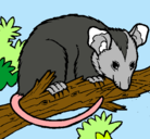 Dibujo Ardilla possum pintado por yhjyhhhhhhh