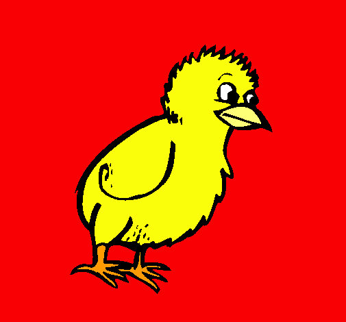 Pollito