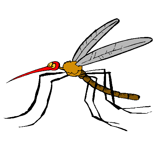 Mosquito